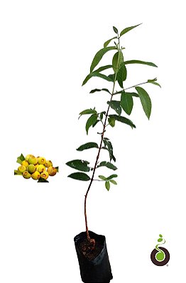 Muda Frutífera e Ornamental Sete Capotes com 80 cm - Campomanesia guazumifolia