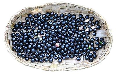 Deliciosa e Rara Frutífera Melífera Guamirim Cravo Muda C/ 80 cm