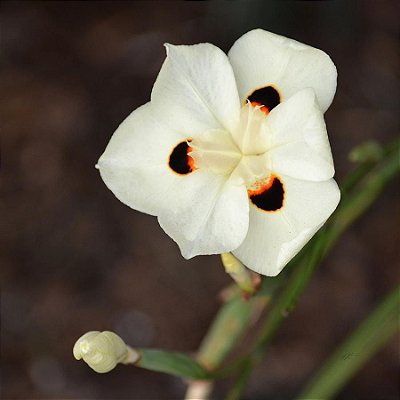 Linda Flor Moréia Amarela No Bambu Ótima P/ Paisagismo 80 Cm