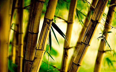 Muda De Bambu Brasileiro Com 80 Cm Paisagismo E Construção + Brinde