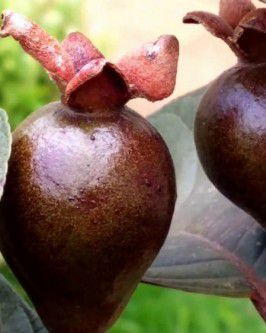 Muda da Rara Goiaba Roxa Já Produz com 70 cm + Brinde