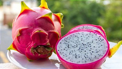 Deliciosa Pitaya Polpa Branca Muda Enraizada com 40 cm Já Produz!