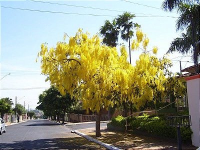 Acácia Chuva de Ouro Muda com 60 cm - Cassia fistula