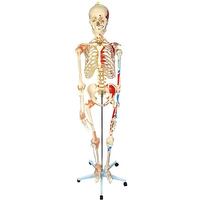 Esqueleto 168 cm, com Ligamentos e Inserções Musculares, com Suporte e Base com Rodas TGD-0101-A