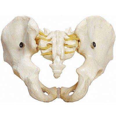 Esqueleto Pélvico Masculino TGD-0169-A