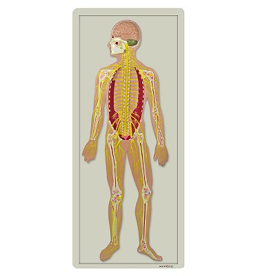Sistema Nervoso em Placa TZJ-0328-B