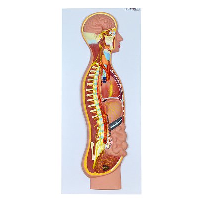 Sistema Nervoso Simpático em Placa TZJ-0328-C