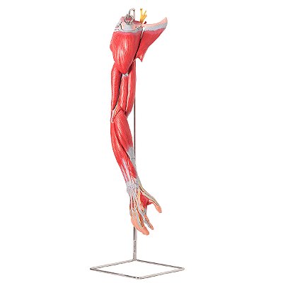 Músculos do Membro Superior com Principais Vasos e Nervos, em 6 Partes TZJ-4010-A