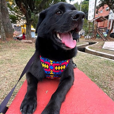 Peitoral Fresh Africana Rosa para Cães - Exclusiva Madiba Pet