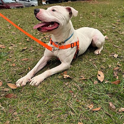 Conjunto Peitoral Anti Puxão com Guia de Passeio para Cachorro Grande - Madiba Pet
