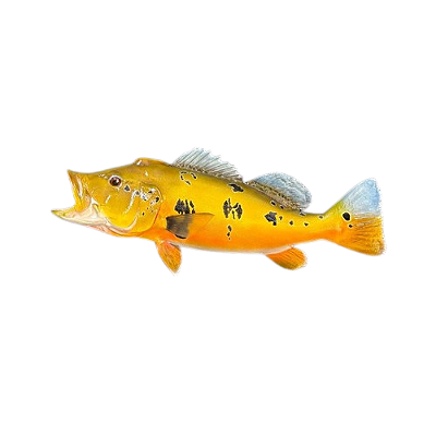 Escultura Tucunare Pinima Parede