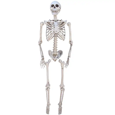 Esqueleto Articulado Tamanho Real 165cm Halloween