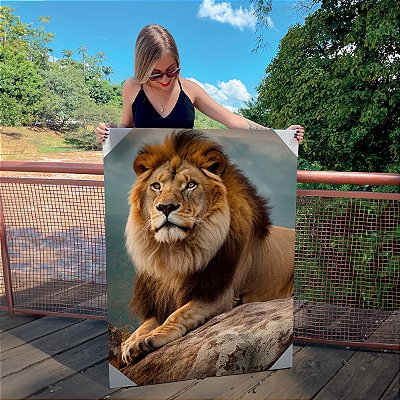 Quadro Decorativo Canvas Animal Selvagem Leão em Perfil Deitado Sob a Pedra Vertical