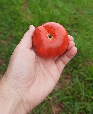 Sabonete Artesanal Maçã | Perfume Vibrante e Toque Realista