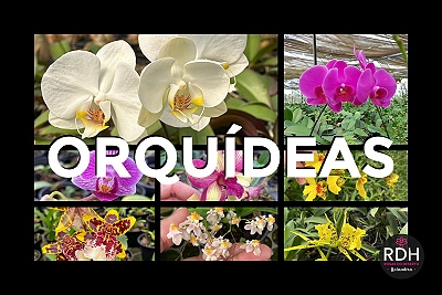 Orquideas