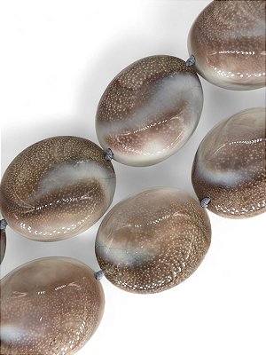Concha Nautilus