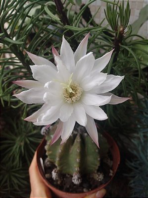 20 Sementes de cactos echinopsis subdenudata + manual