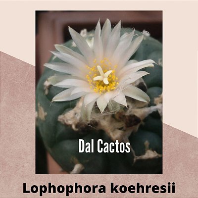10 sementes lophophora koehresii + manual + brinde
