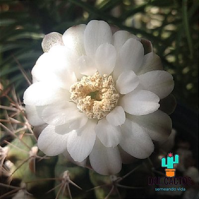 Sementes de cactos gymnocalycium anisitsii (híbrido) + brinde + manual