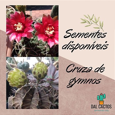 Sementes de cactos gymnocalycium + manual para plantio