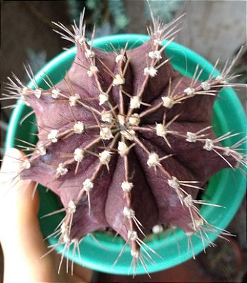 Sementes cactos gymnocalycium mihanovichii roxo híbrido + manual