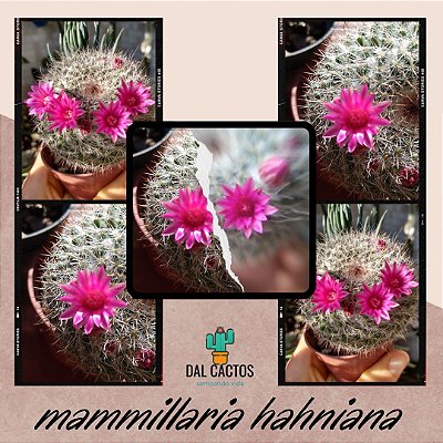 30 sementes de mammillaria hahniana  + manual para plantio