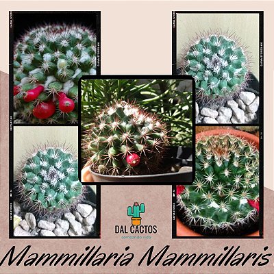 30 sementes de mammillaria mammillaris + manual para plantio