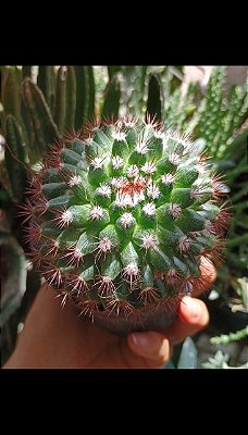 01 Mammillaria mammillaris adulta (já florindo) + brinde surpresa