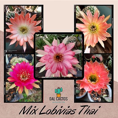 20 Sementes de Lobivias thai + manual de cultivo