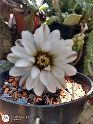 Sementes de cacto gymnocalycium + manual