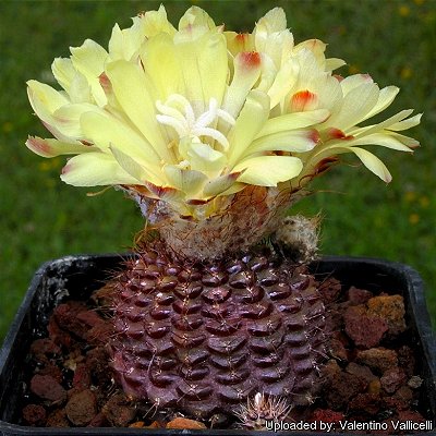 20 sementes de cacto frailea angelesii + manual