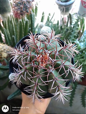 01 cacto melocactus violaceus margaritaceus - coroa de frade