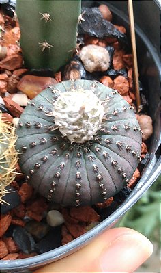 15 Sementes de frailea castanea + manual de cultivo