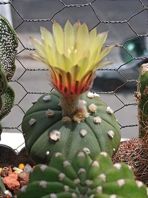 Sementes de cactos astrophytum asterias star shape