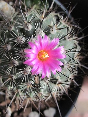 Sementes de Cactos Turbinicarpus Híbrido | Mix Exclusivo, Plantio Fácil, Fotos das Matrizes
