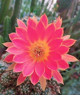 Broto de lobivia thai - flor identificada (LT 04)