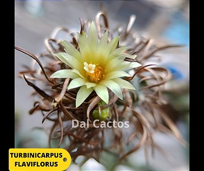 20 Sementes de Cactos Turbinicarpus Híbrido | Mix Exclusivo, Plantio Fácil, Fotos das Matrizes