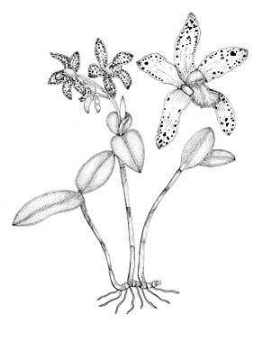 [Obra Original] Orquídea - Cattleya guttata