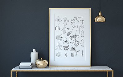 [Obra Original] Begonia piranga L. Kollmann & Gonella