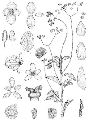 [Obra Original] Begonia piranga L. Kollmann & Gonella