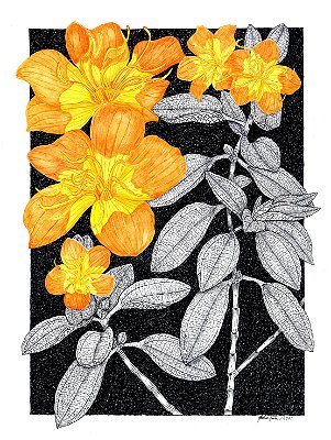 [Obra Original] Flora Ameaçada - Cambessedesia salviifolia