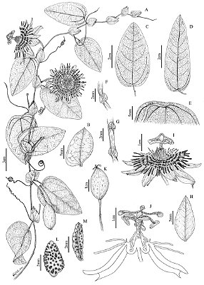 [Obra Original] Passiflora ita Mezzonato, R. S. Ribeiro & Gonella
