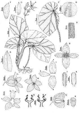 [Obra Original] Begonia castrosouzae L. Kollmann