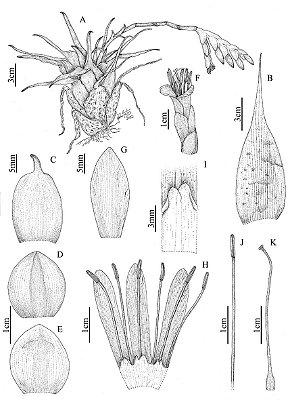 [Obra Original] Stigmatodon enigmaticus D.R. Couto, Gonella & A.F. Costa