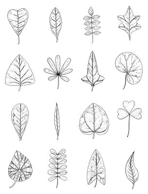[Obra Original] Filotaxia: o formato das folhas