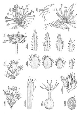 [Obra Original] Giuliettia minima (Silveira) Andrino, L. H. Rocha & Gonella
