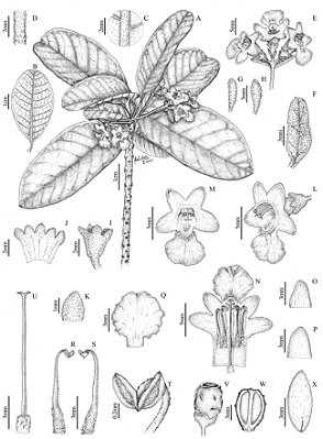 [Obra Original] Vitex pomerana Fraga, Antar, J.Freitas & Lírio