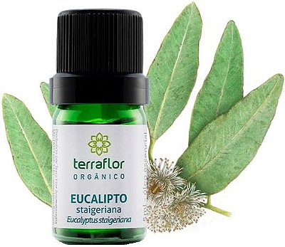 Terra Flor Óleo Essencial de Eucalipto Staigeriana Orgânico 5ml