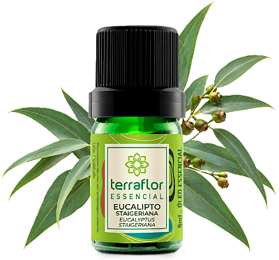 Terra Flor Óleo Essencial de Eucalipto Staigeriana 5ml