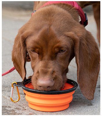 Prato dobrável de Silicone próprio para cães coloca agua e comida tigela portátil camping ao ar livre Pet Bowl com mosquetão